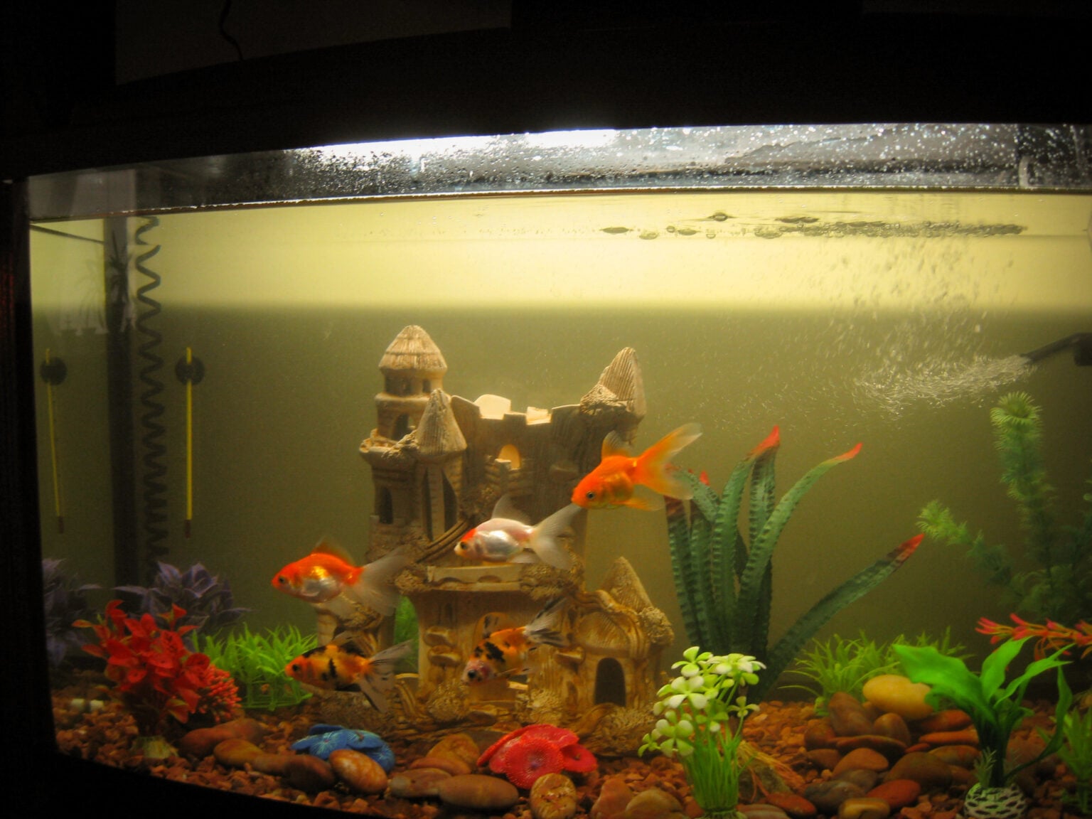 Photo inspiration: Picture Idea: Surface Film On Aquarium Water Causes Dangers The Fastest Fixes