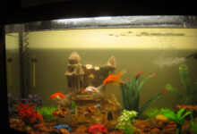 Goldfish aquarium with a slightly glossy water surface that may indicate mild surface film from external oils or airborne contaminants.