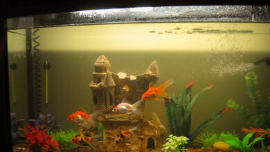 Goldfish aquarium with a slightly glossy water surface that may indicate mild surface film from external oils or airborne contaminants.