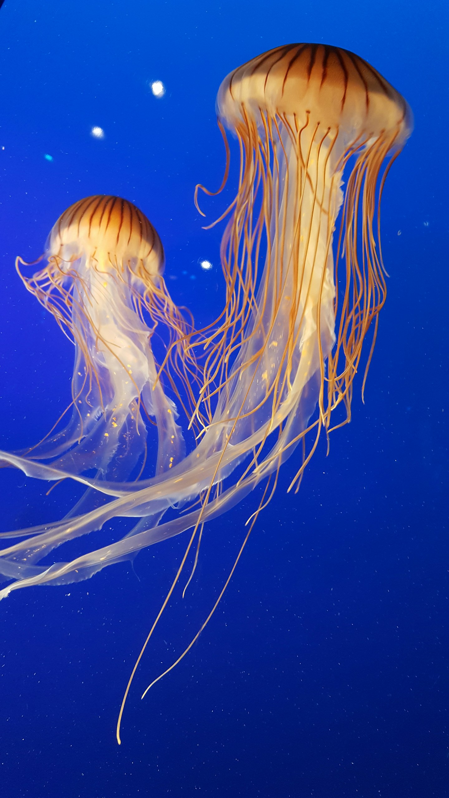 jellyfish-on-blue-background-2023-12-08-22-03-28-utc Shallow focus photography of two brown jellyfish stockpack unsplash