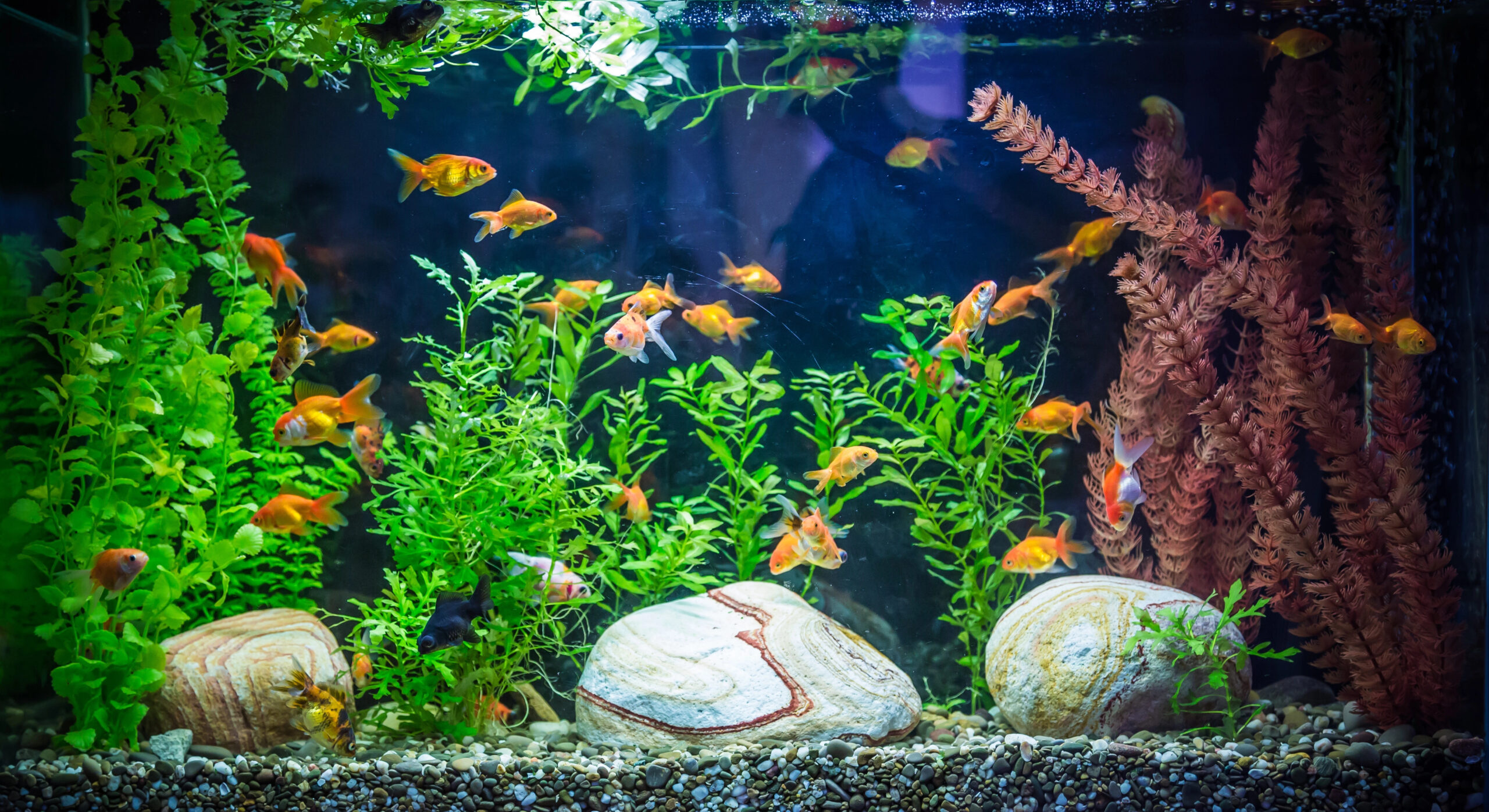 Overstocked aquarium with fish.