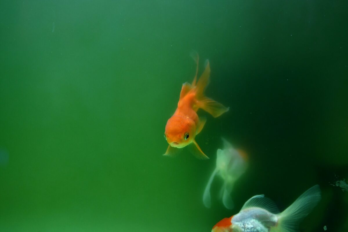 Goldfish swimming in tank with green water algae.