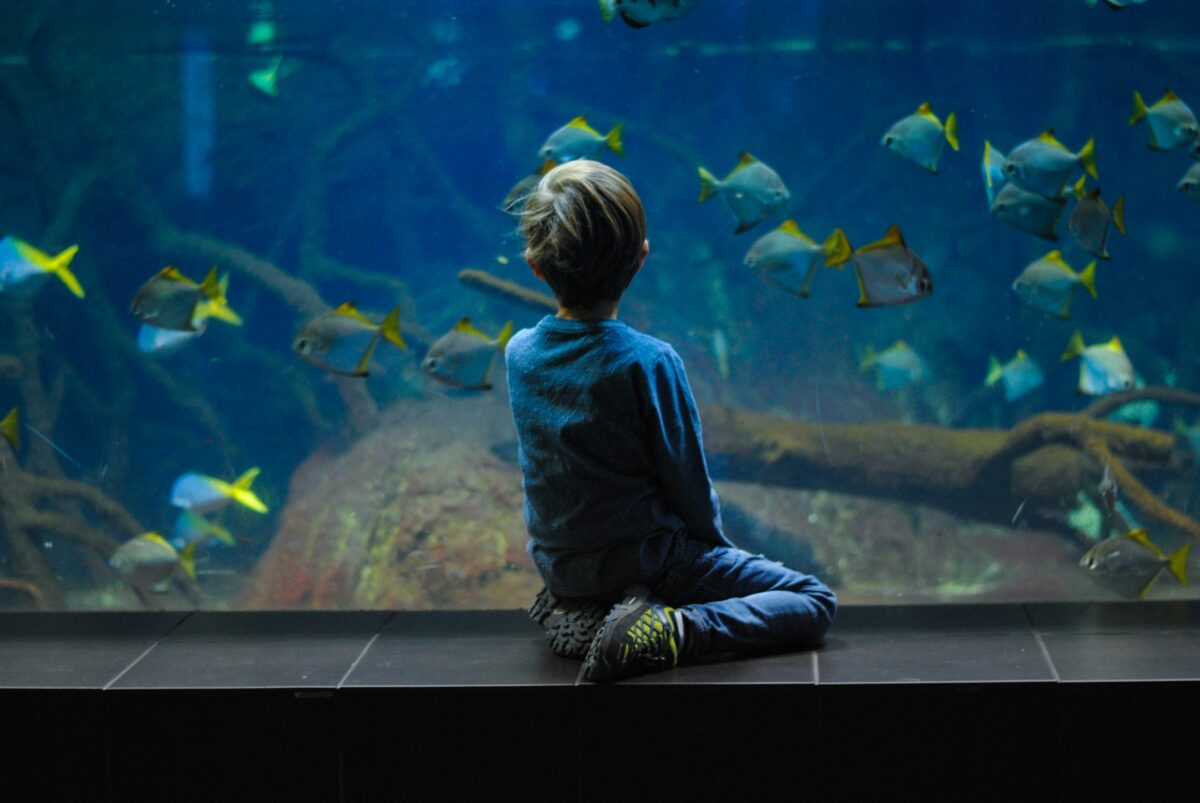 Man sitting next to fish tank watching the fish Child looking at fish in a large aquarium.