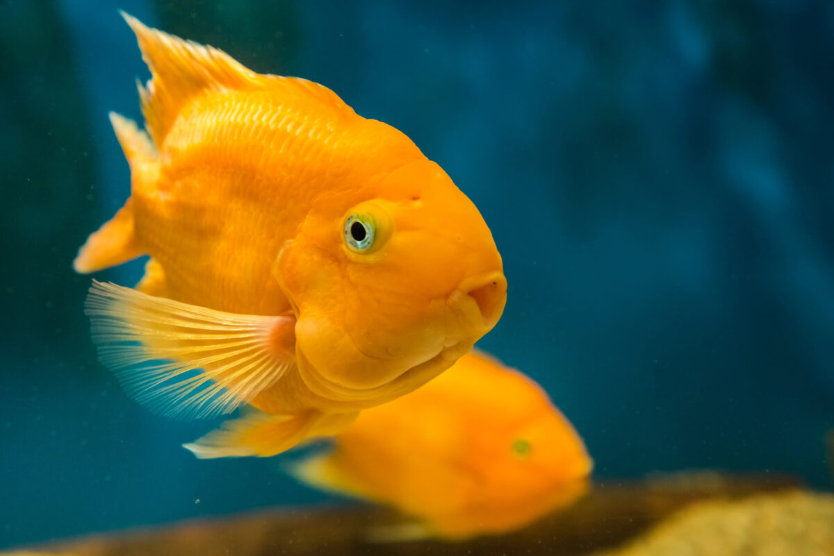 A blood parrot cichlid.