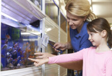 Girl with Sales Assistant choosing Goldfish in pet store.