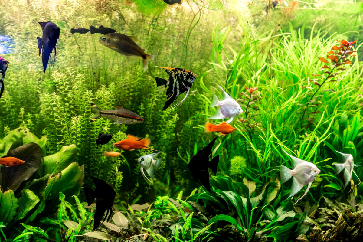 Community aquarium with various fish species swimming calmly.