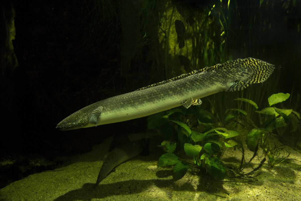 West African lungfish (Protopterus annectens).