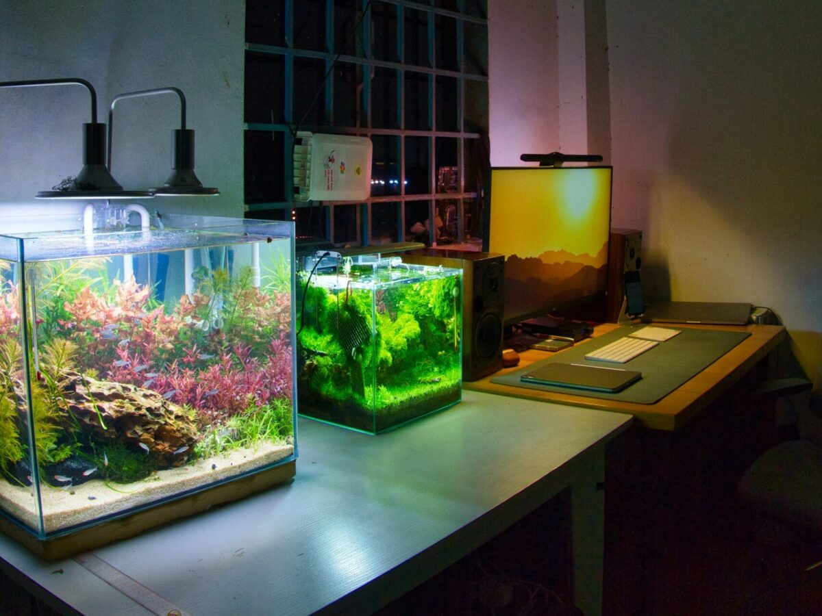 Two small aquariums on desk in home office.