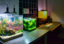 Two small aquariums on desk in home office.