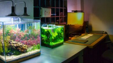 Two small aquariums on desk in home office.