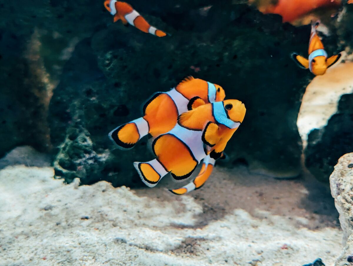 Clownfish in a tank