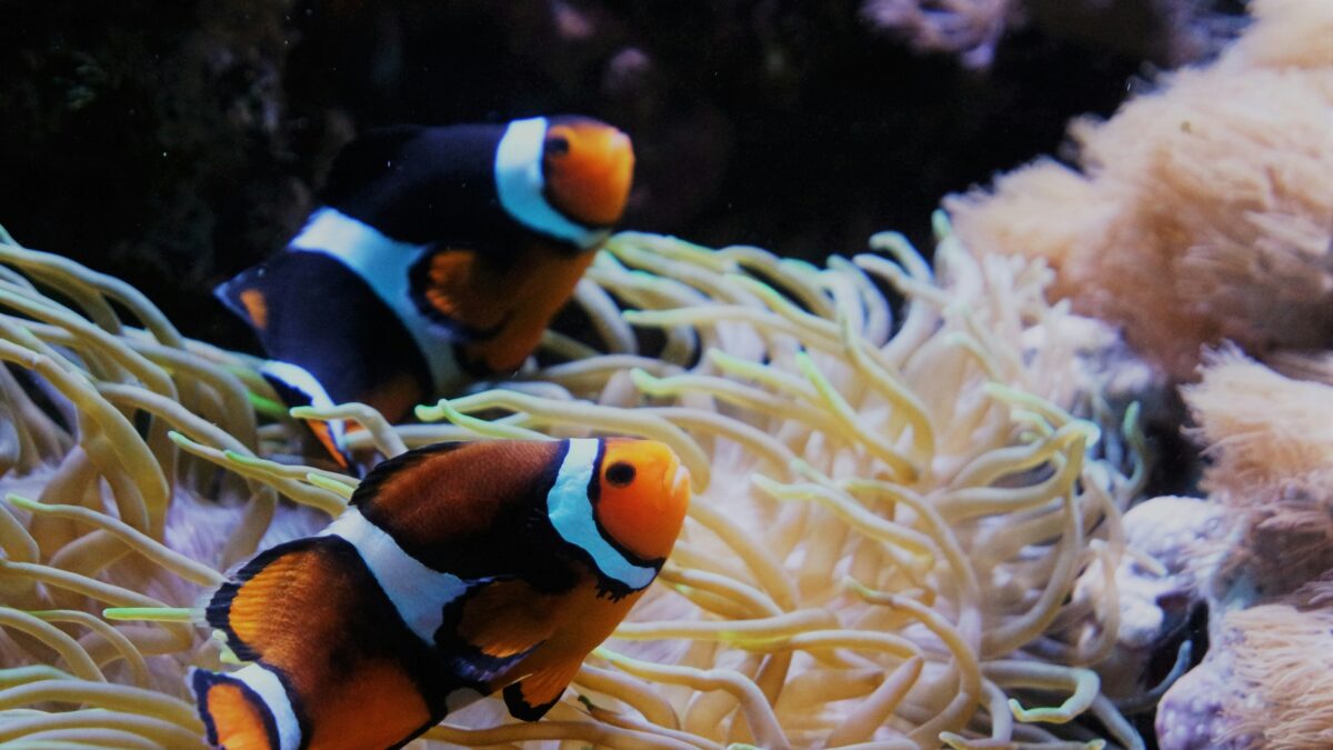 Clownfish in a tank. 