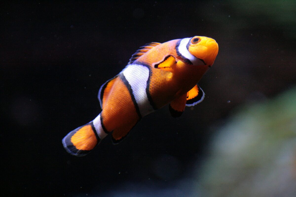 Close up of a clownfish in a tank. 