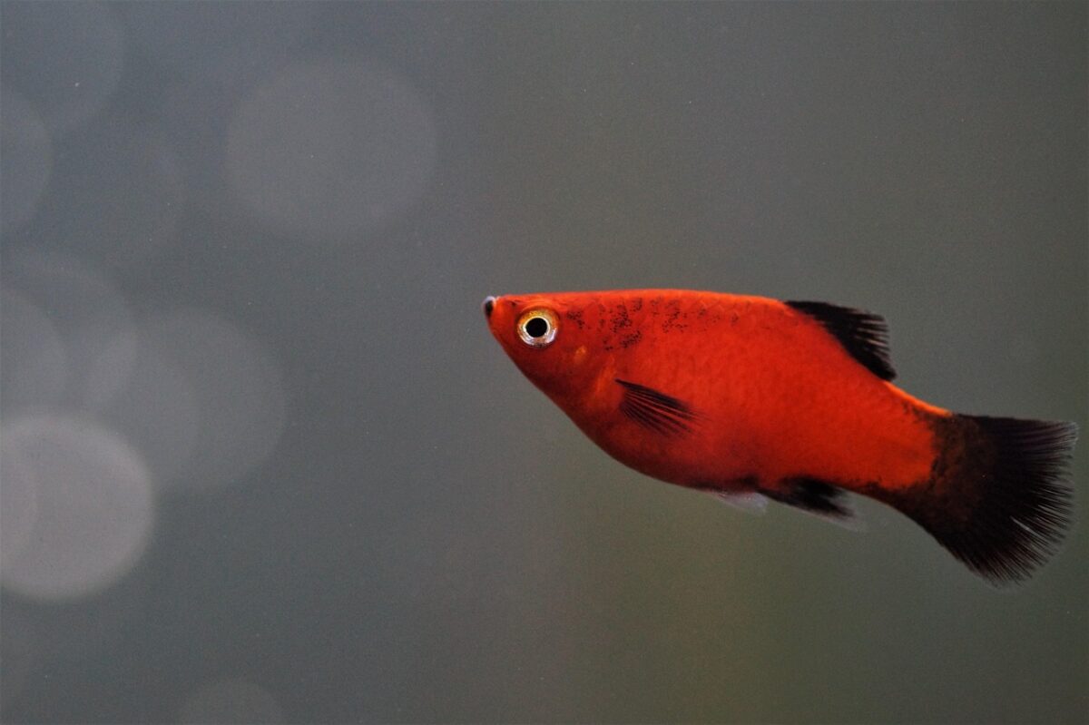aquarium, fish, red, plata, speckled, živorodka, freshwater, hobby, xiphophorus maculatus, red, red, red, red, red, freshwater, xiphophorus maculatus