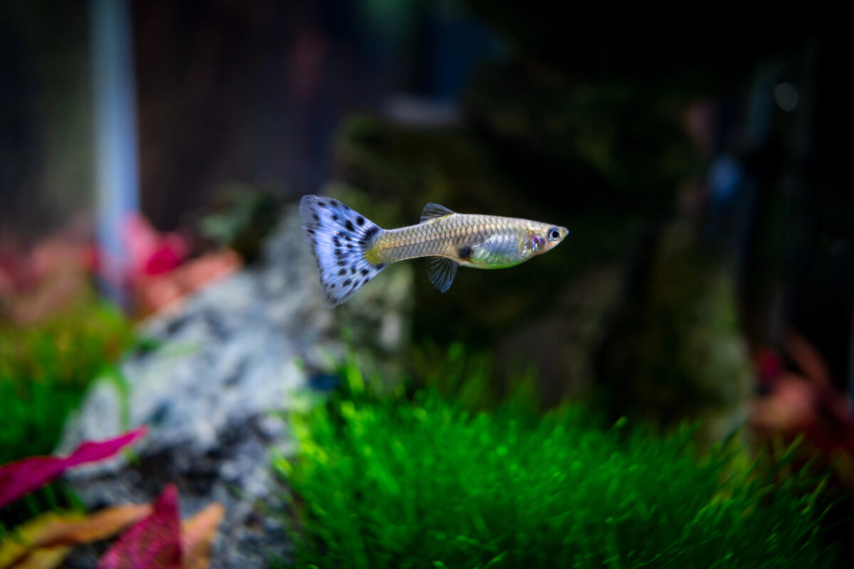 Female guppy in a plant aquarium.