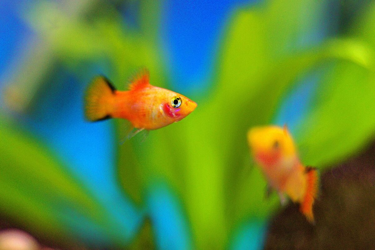 Two orange platy fish in community tank.