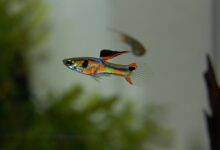 guppy, fish, aquarium, freshwater, colorful, underwater world, ornamental fish, animal, multicoloured, aquatic life, close up, water, nature, coloured