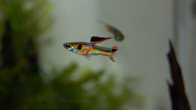 guppy, fish, aquarium, freshwater, colorful, underwater world, ornamental fish, animal, multicoloured, aquatic life, close up, water, nature, coloured