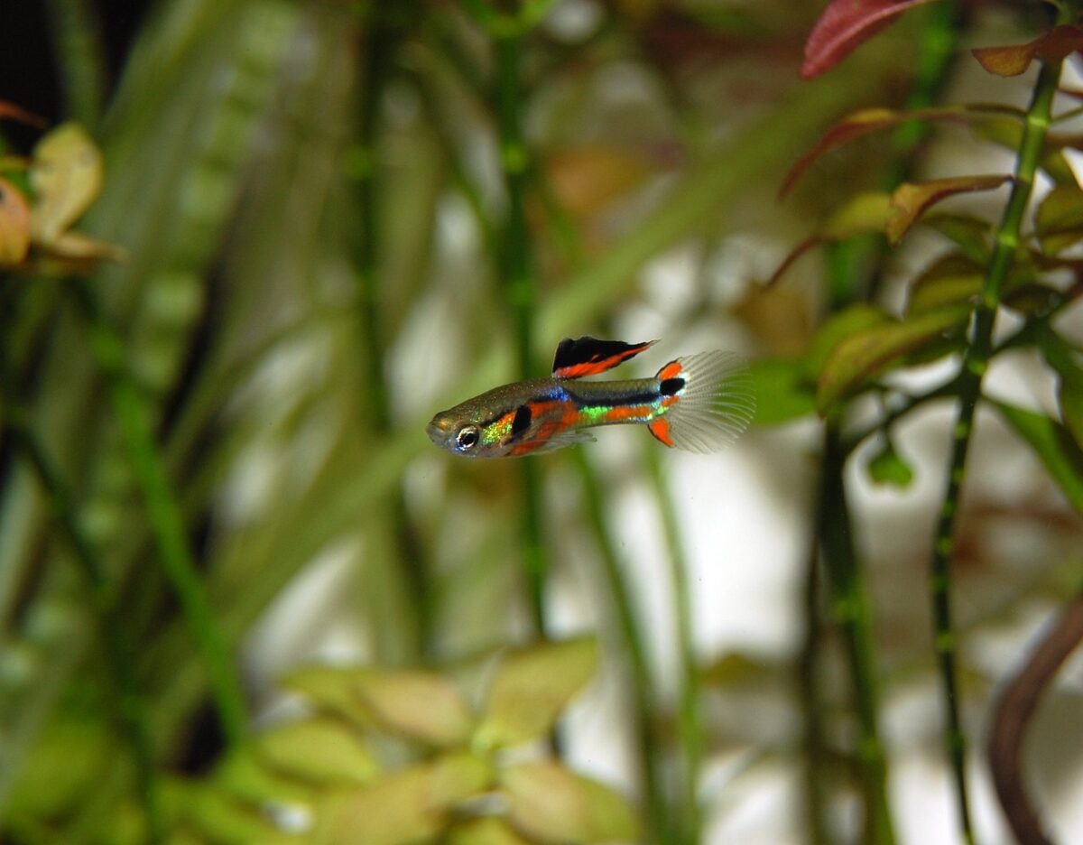 guppy, nature, fish, multicoloured, colorful, aquatic life, underwater world, ornamental fish, close up, aquarium, animal, water, coloured