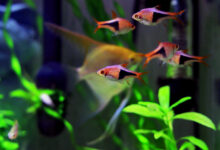 Harlequin rasbora freshwater fish - (Trigonostigma heteromorpha).