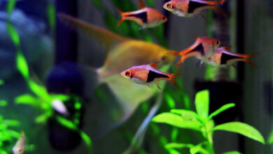Harlequin rasbora freshwater fish - (Trigonostigma heteromorpha).