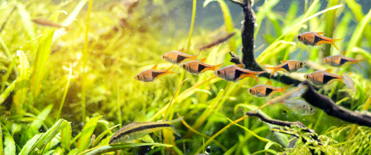 Harlequin rasbora fish in aquarium tank with a variety of aquatic plants inside.