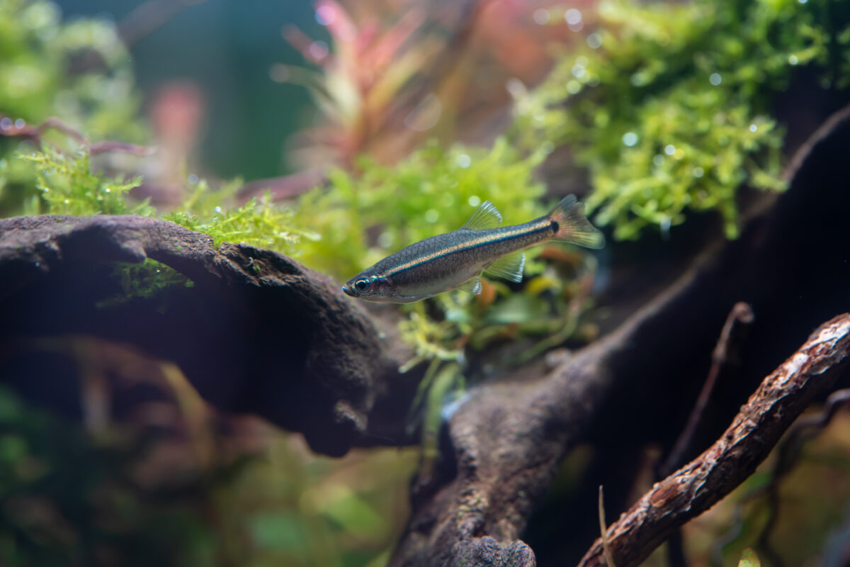 White Cloud Mountain Minnow (Tanichthys albonubes) in aquatic plants tank.