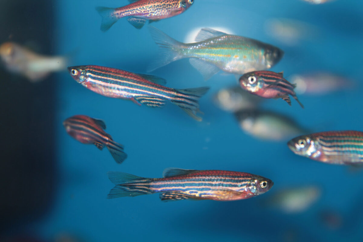 Zebrafish (Danio rerio) aquarium fish community.