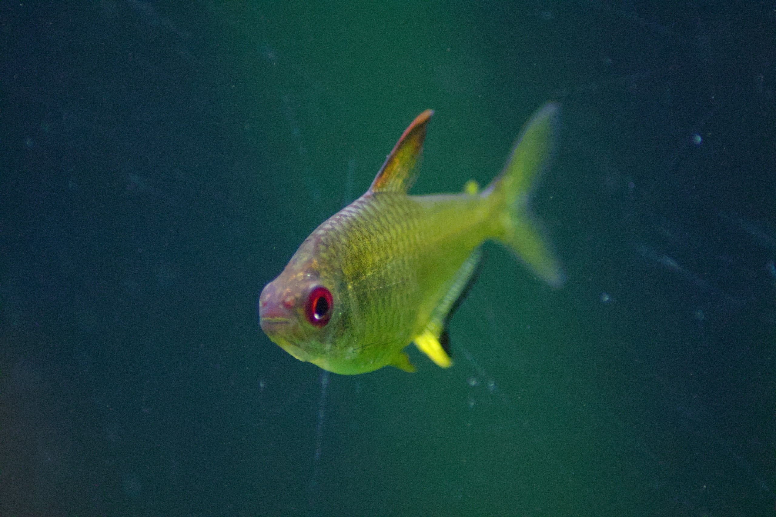 lemon tetra fish, Hyphessobrycon pulchripinnis