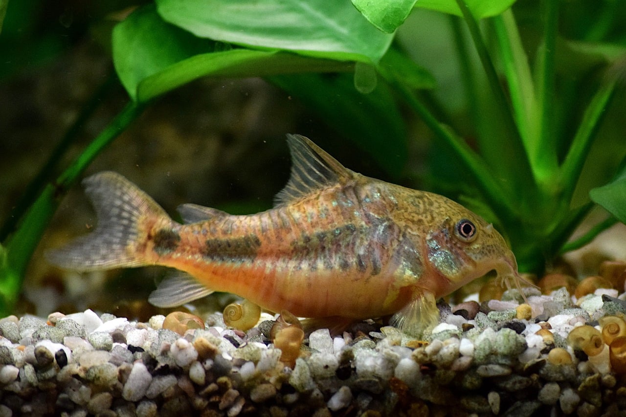 catfish, aquarium, tropical, water, aquatic, fish, pisces, nature, ornamental, corydoras, catfish, catfish, catfish, corydoras, corydoras, corydoras, corydoras, corydoras